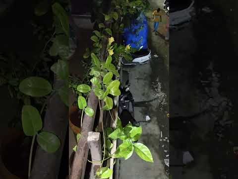 #sirsha flower garden #view. village