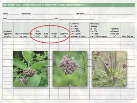 , title : 'MLMP Training 8 of 11 : Milkweed Characteristics'