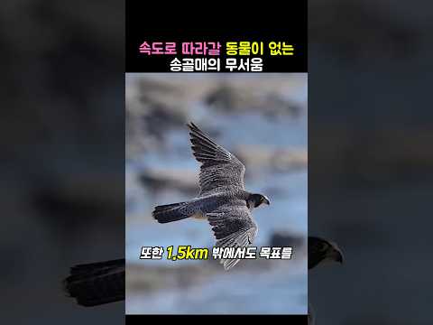 권총 탄환과 맞먹는 송골매의 타격 파워