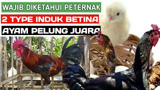 Download lagu SUARA AYAM PELUNG DIMULAI DARI INDUKAN ?? KENALI 2 TYPE INDUKAN BETINA PADA AYAM PELUNG mp3