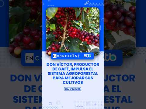 Don Víctor, productor de café, impulsa el sistema agroforestal para mejorar sus cultivos