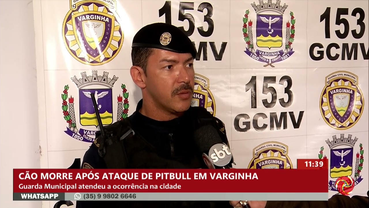 GCM fala sobre o ataque de cão da raça Pitbull em Varginha