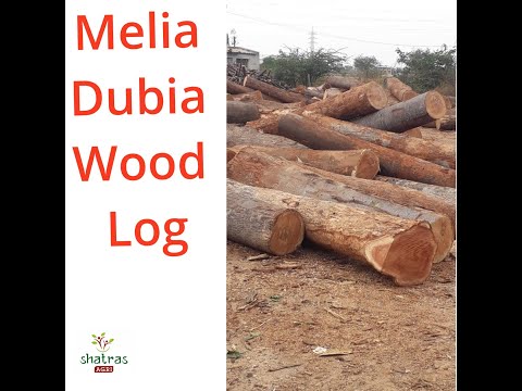 Malabar neem natural melia dubia wood logs, for veneer