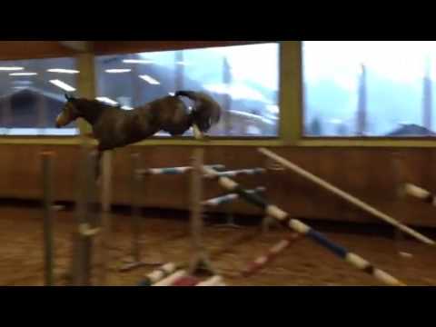 3-jährige Stute v. Cristallo I-Landor S