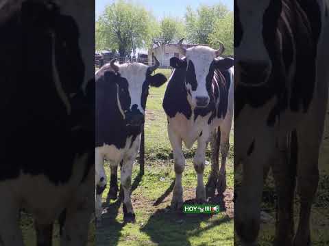 •#campo #viral #folklore #followme        •📍Ruta 6 km 77, San Ramón, Canelones, Uruguay