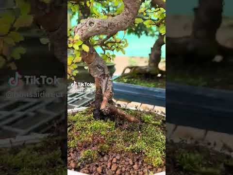 The Final Reveal! 🌳 Holly’s Chinese Elm Bonsai Transformation 😍