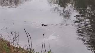 Wild beaver filmed in Mine Falls Park in Nashua, NH, Greater Massachusetts and Boston Area
