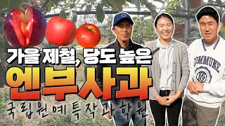 사과 유망 수종! 엔부사과 농사법에 대해서 알아봤습니다 | [대림묘목농원X국립원예특작과학원]