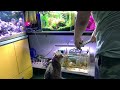 Trainning My Cat Fish Are Friends Not Food Finding Nemo 1