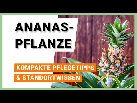 Pineapple plant: Care tips and location information in a nutshell