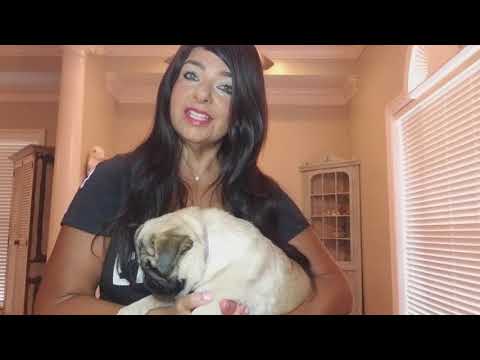 Life update and How to Dremel a Dogs Nails