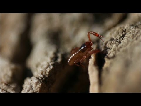 Chthonius (Chthonius) ischnocheles