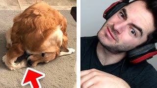 This dog achieved the impossible