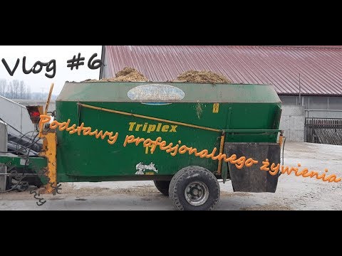 Vlog #6 Jak profesjonalnie żywić krowy mleczne? PODSTAWY |Poradnik Hodowcy|