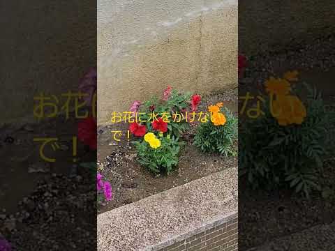 水やりをほとんどせずにプランターに植える植物はどれですか？ローメンテナンス10種！  庭園