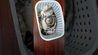 #cat#ねこ#cute