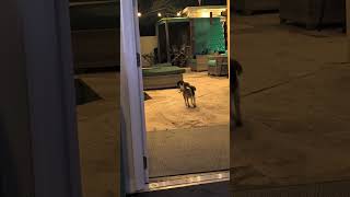 Video preview image #1 Beagle Puppy For Sale in Tampa, FL, USA