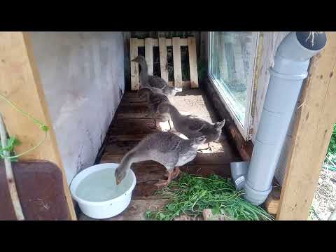 Бункерная кормушка автомат из пластиковых труб своими руками