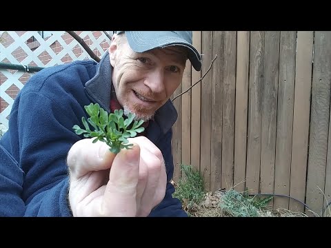 Rue, The Ancient Herb I Use in Coffee – Karl’s Food Forest Garden: S01E092