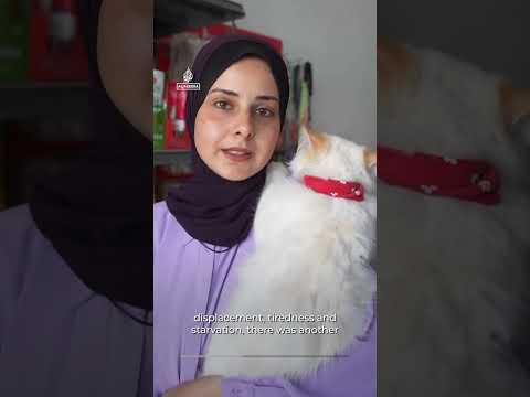 Gaza pet owners struggle to keep animals healthy amid vet crisis | AJ #shorts