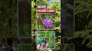 Gardening in Arizona ~ Passion Flower