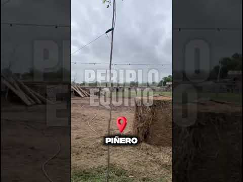 Apoyando a las ONGs animalistas. Hoy en Periplo Equino, Piñero, Santa Fe.