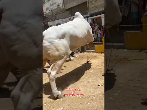 Nadeem group Qurbani 2024 Sibbi bull #cow #jdccow #jdc #vlogs #pakistan #qurbanicollection #viral