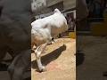 Nadeem Group Qurbani 2024 Sibbi Bull Cow Jdccow Jdc Vlogs Pakistan Qurbanicollection Viral