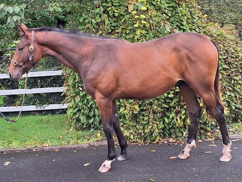 Future Eventing Star - Image 2