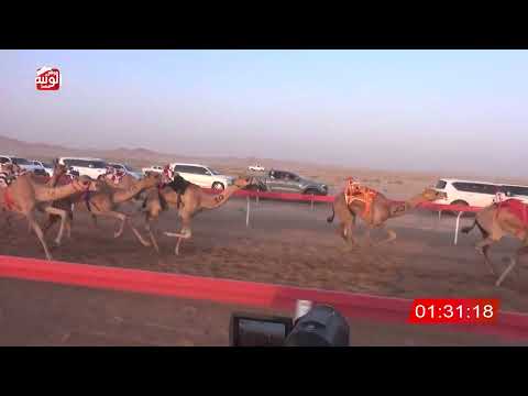  ش 7 (الظبي) لـ صالح حمد صالح راعي الطيره العامري 3:06:25 ، شارة الصندوق 2026/08/28 فطامين الوقن