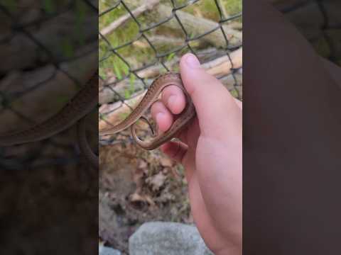 young dekay's brown snake || backyard herping