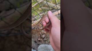 Download lagu young dekay's brown snake || backyard herping mp3