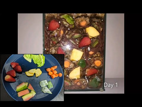 The AWESOME Power of Composting. Compost Worms Devour an Assortment of Fruits and Veggies