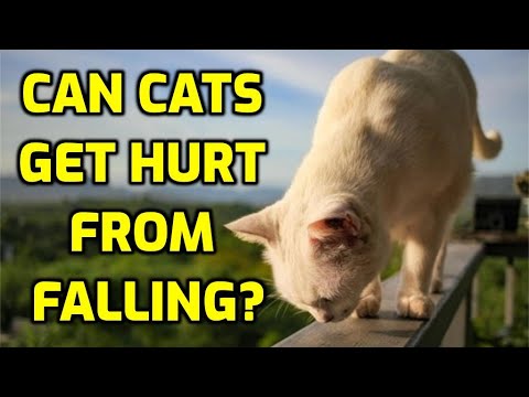 How Far Can Cats Fall Without Hurting Themselves?