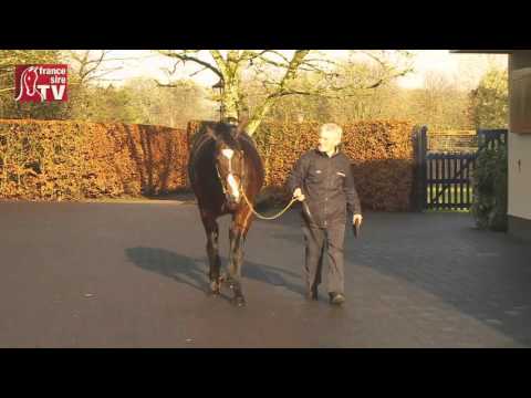 Pour Moi - Irish Stallion Trail 2016
