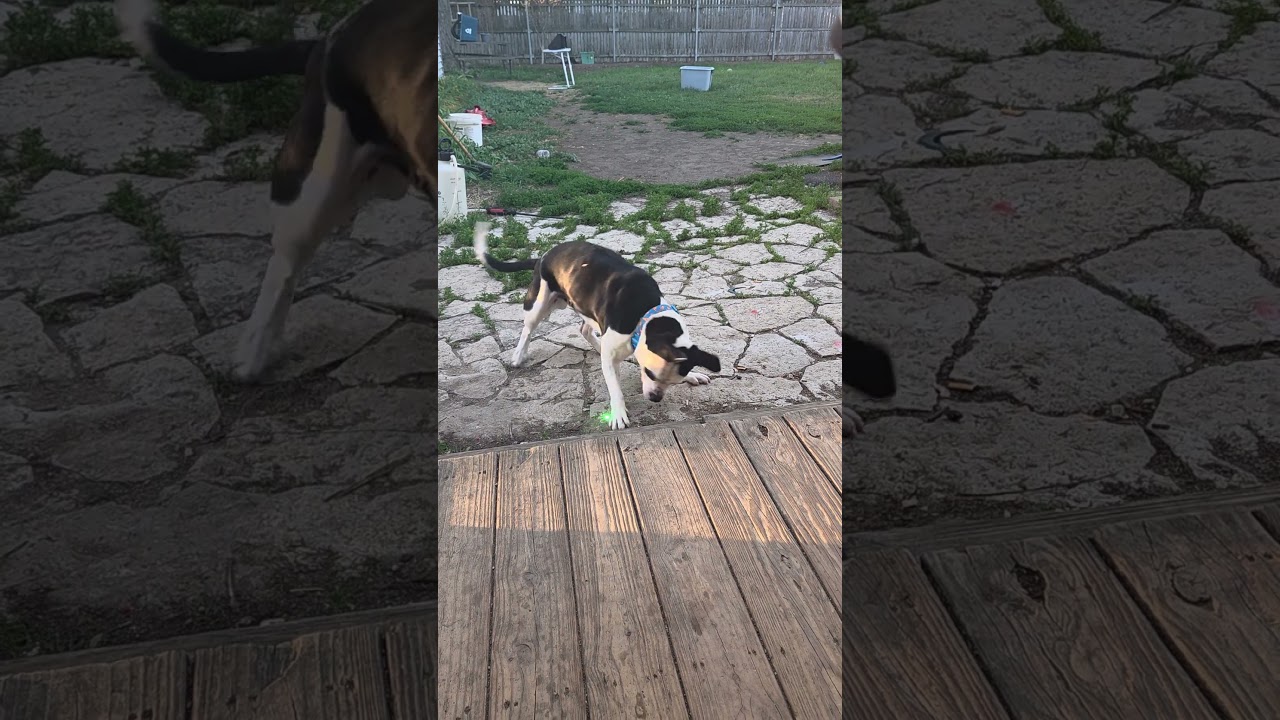 Bullseye, a ADOPTABLE mixed breed in Aurora, IL video 6/6