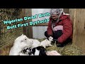 Butt First Nigerian Goat Dystocia Birth