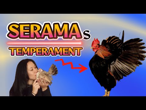 , title : 'serama chickens characteristics and temperament'
