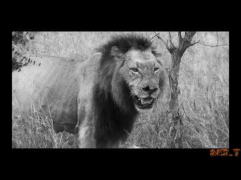 A Special Day For  Special Lion Mr.T (16.03.2012)