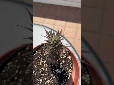 Последний день автоцветам марихуаны, завтра сбор урожая #автоцвет #автик #бошки #шишки #план #тгк