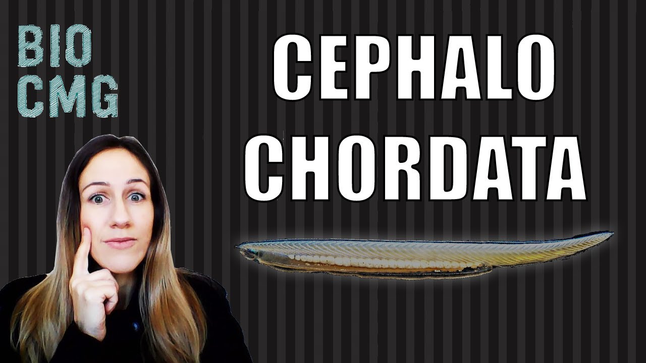 Cephalochordata - Classificação e Biologia dos anfioxos