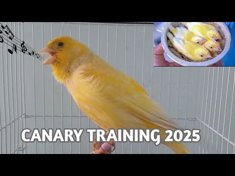 Your Canary will sing immediately - Canary 's Training Song