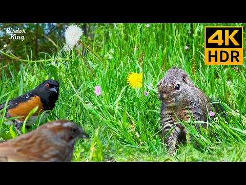 Cat TV for Cats to Watch 😺 Cute squirrels, birds, little wildflowers 🌼 Dog TV 🐿 8 Hours(4K HDR)