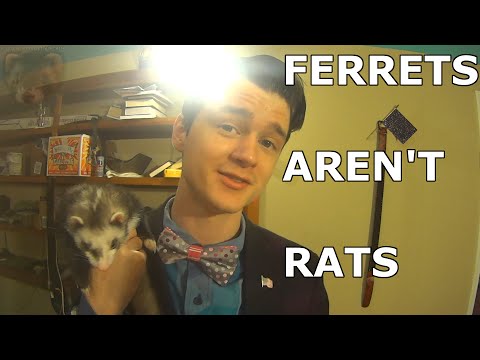 Ferrets Aren't Rats! (General Overview)