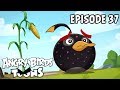 Angry Birds Toons Clash Of Corns S1 Ep37
