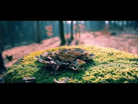 MELOTONE - Perpetual Motion