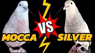 Download lagu Adu Gacor...!!! Perkutut Mocca Vs Silver , Menurut Anda siapa pemenangnya...? mp3