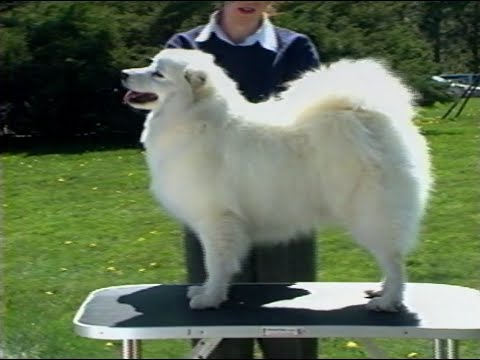 American Eskimo Dog breed video