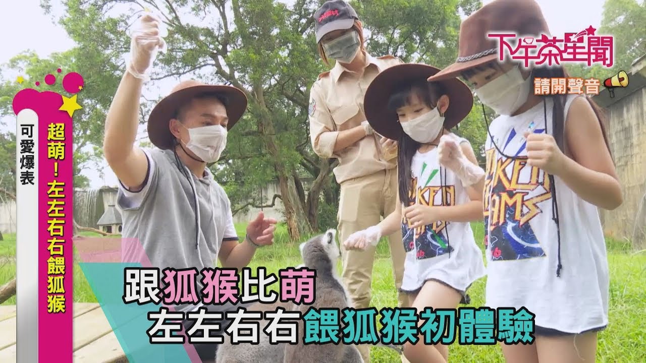 跟狐猴一起耍萌! 左左右右餵狐猴初體驗