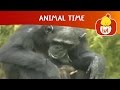 Animal Time Cartoon For Children Luli TV